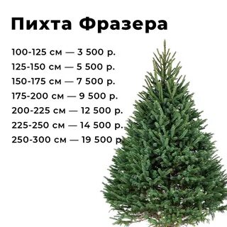 Какой высоты пихта
