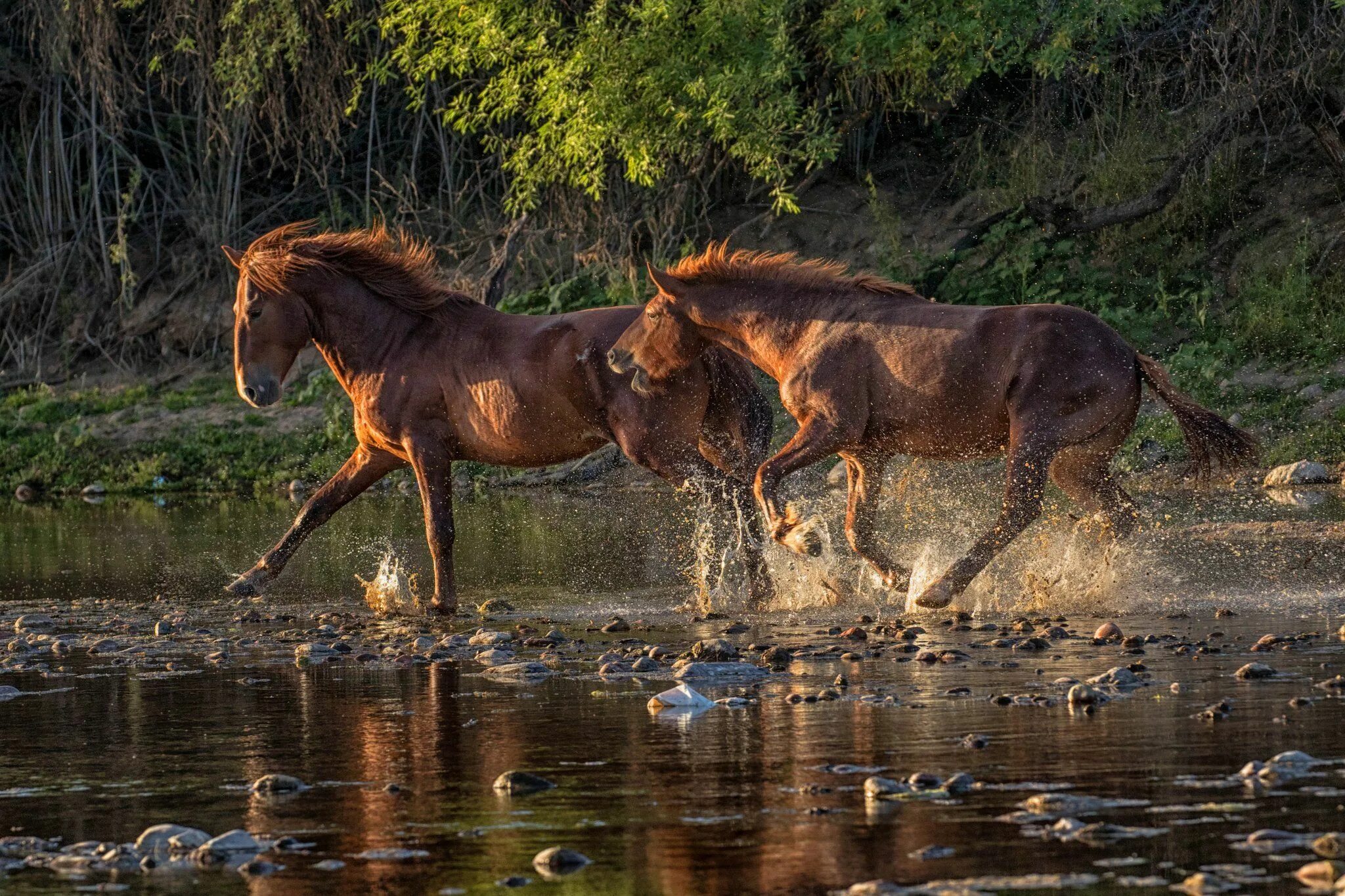 Чудесный витязь коня из реки. Дикие лошади Мустанги в дикой природе. Мустанги лошади в дикой природе. Мустанг одичавшая лошадь. Дикая лошадь Мустанг прерии.