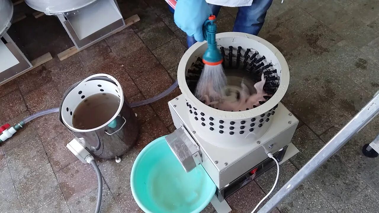 Как ощипать перепелов