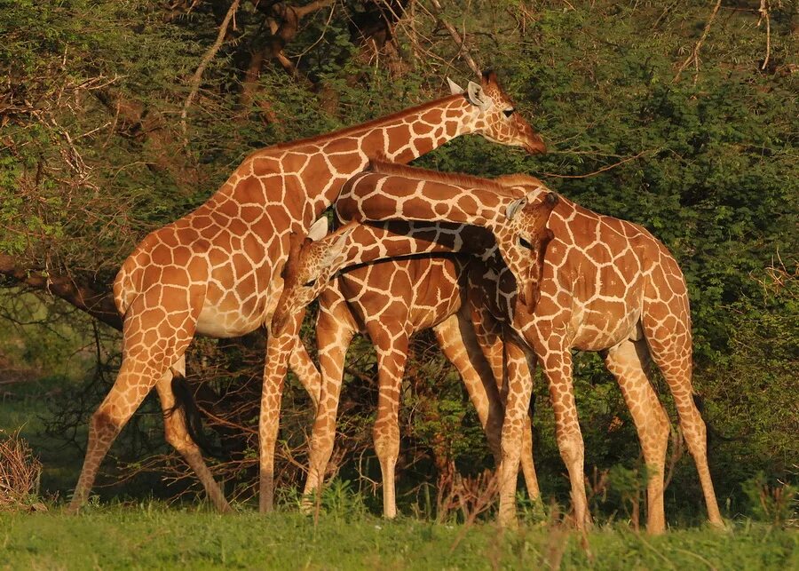 Самбуру Кения национальный парк. Самбуру сафари. Сетчатый Жираф. Кения Жирафы.