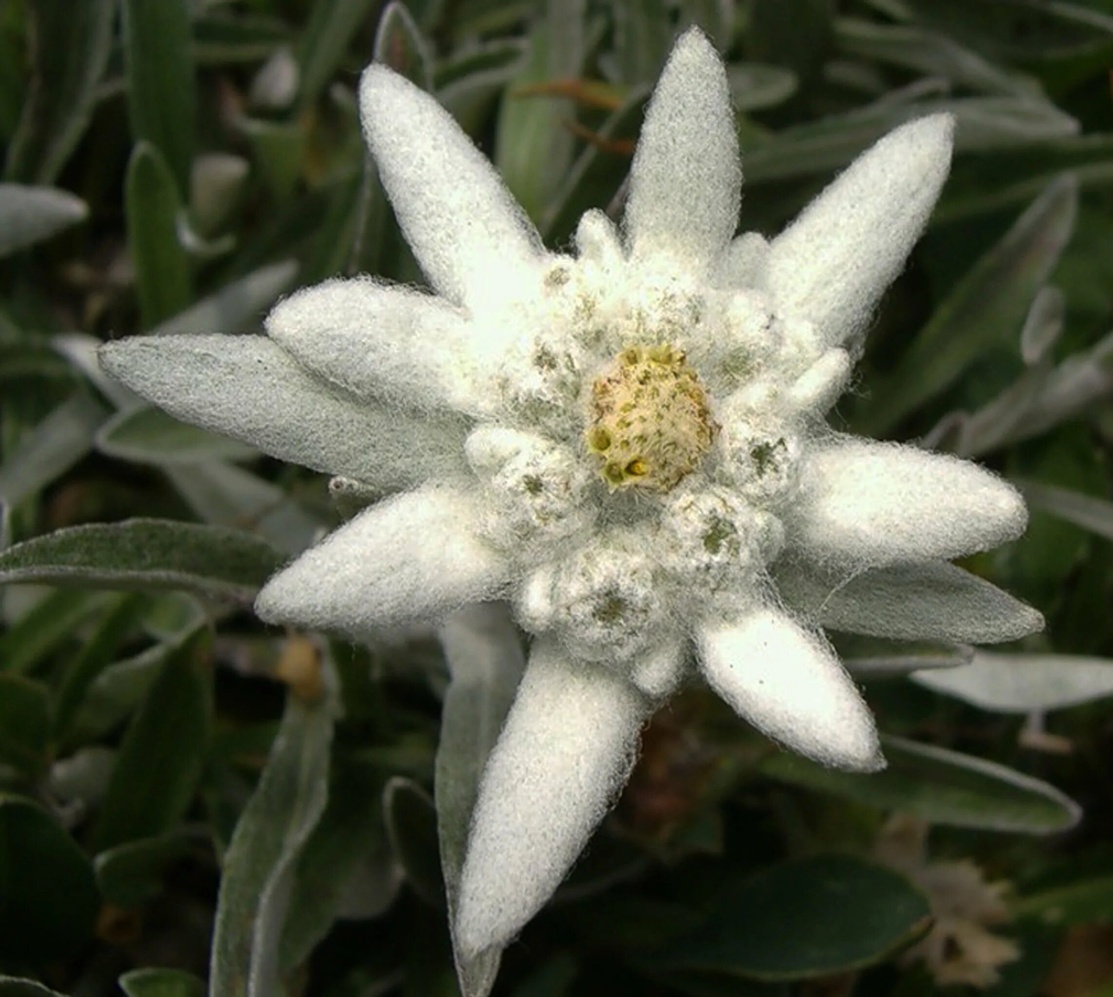 Эдельвейс кропоткин. Эдельвейс (Leontopodium). Крымский Эдельвейс цветок. Эдельвейс Альпийский Занзи. Эдельвейс Равнинный.