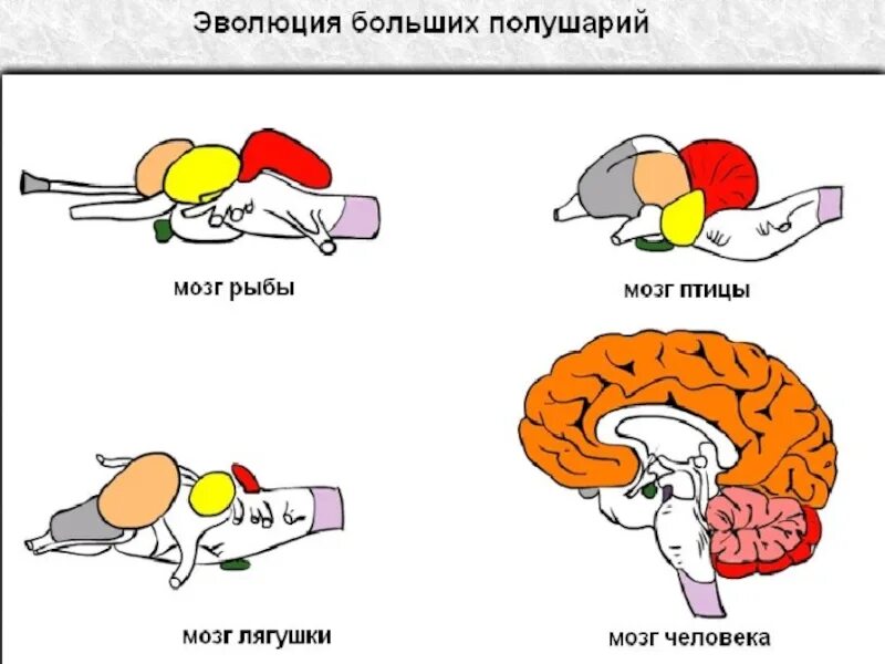 Головной мозг биология 8 класс. Головной мозг презентация 8 класс биология. Строение головного мозга 8 класс биология презентация. Схема мозга биология 8 класс.