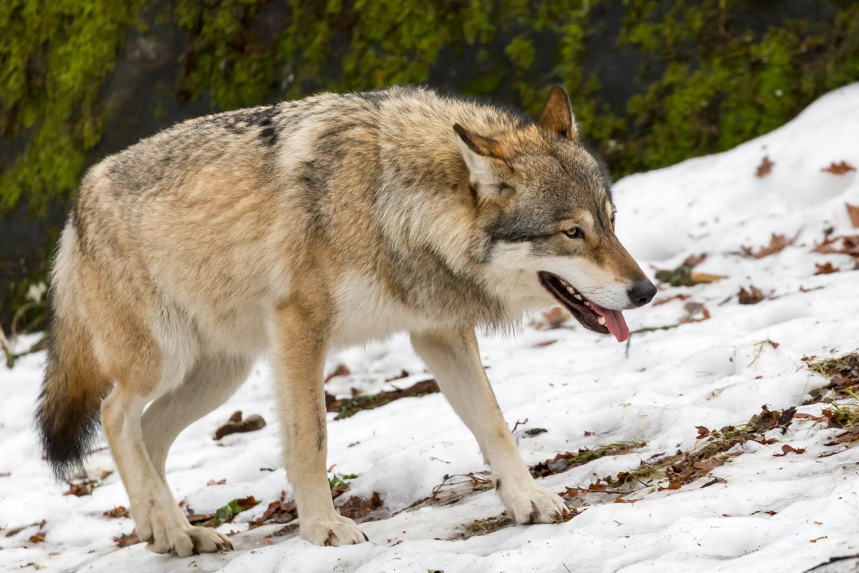 Wolf картинки. Волк Канис Люпус. Макензийский Равнинный волк. Тундровый волк (canis Lupus Albus) самка. Канадский Тундровый волк.