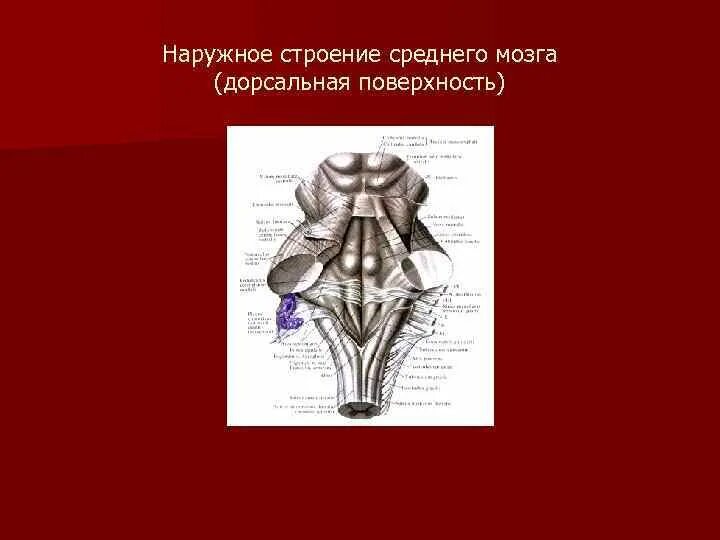 Дорсальная поверхность мозга. Дорсальная поверхность ствола мозга. Дорсальная поверхность среднего мозга. Строение промежуточного мозга на дорсальной поверхности. Дорсальная поверхность продолговатого мозга.