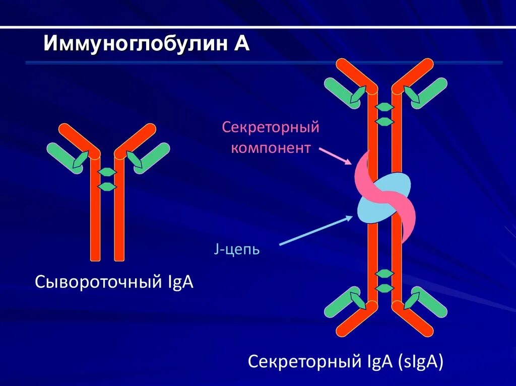 Секреторный иммуноглобулин а1. Iga иммуноглобулин. Схема секреторного иммуноглобулина а. Структура иммуноглобулина iga.