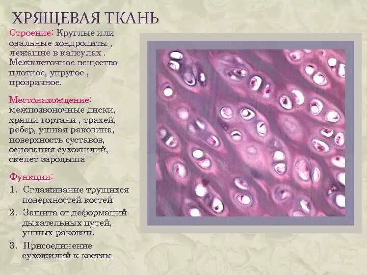 Скелетная хрящевая ткань местоположение. Хрящевая соединительная ткань строение. Особенности строения хряща соединительной ткани. Соединительные ткани хрящ межклеточное вещество. Хрящевая ткань клеточное строение.