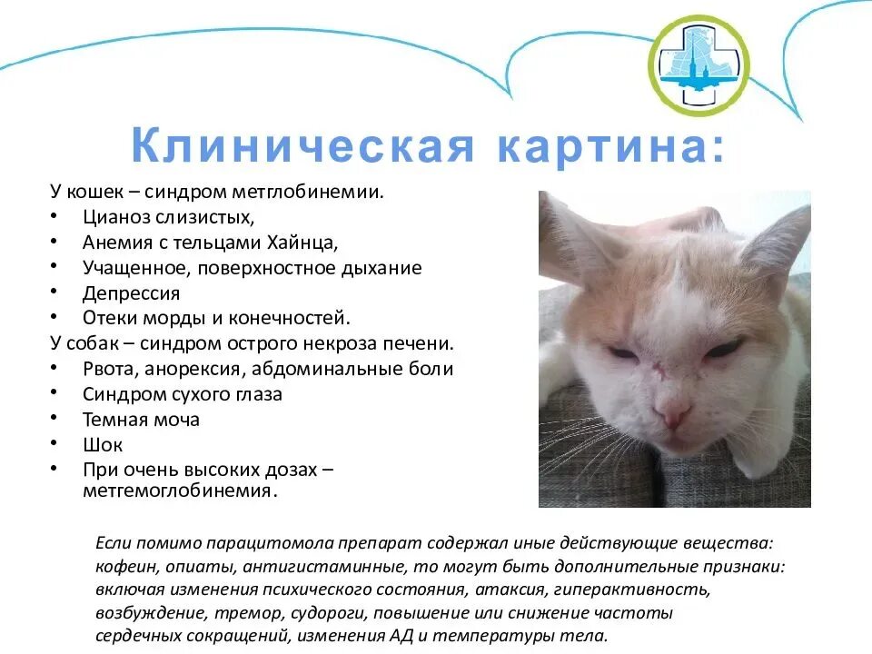 Как понять что кот заболел. Симптомы отравления у котов. Отравление кота симптомы. Симптомы при отравлении кота. Интоксикация у кота симптомы.