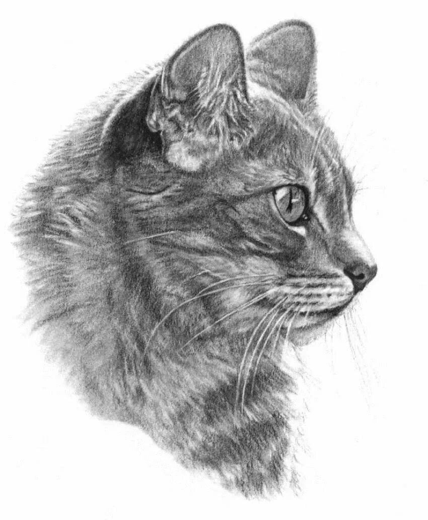 Pencil cats. Кошка карандашом. Кошка рисунок карандашом. Кошечка рисунок карандашом. Котэ рисунок карандашом.