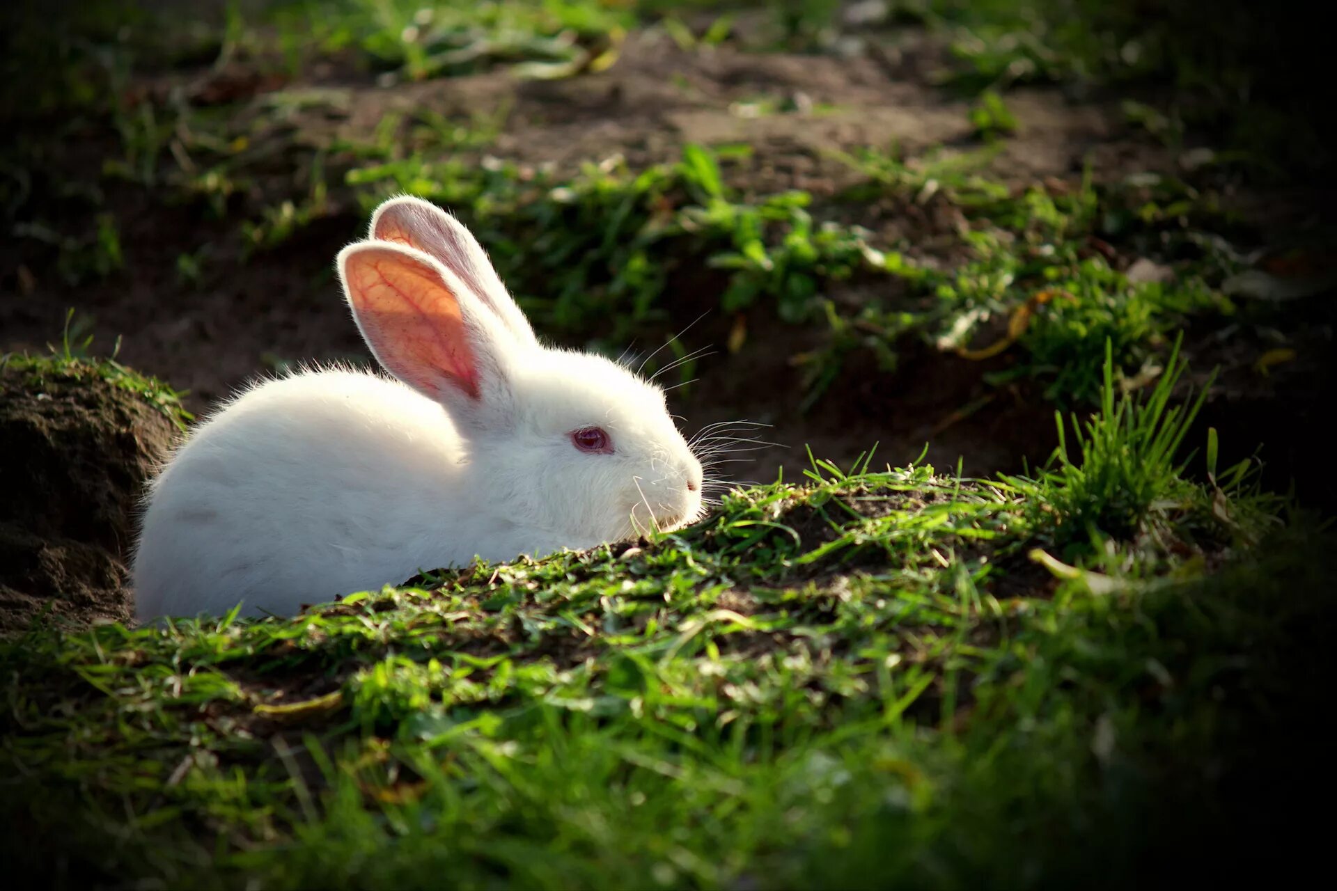 Какого зайца будет 2023. Какого зайца будет 2023. Какого зайца будет 2023. Символ года 2023. Восточный кролик.