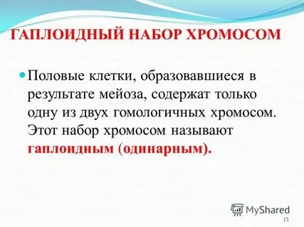 Яйцеклетка человека гаплоидный