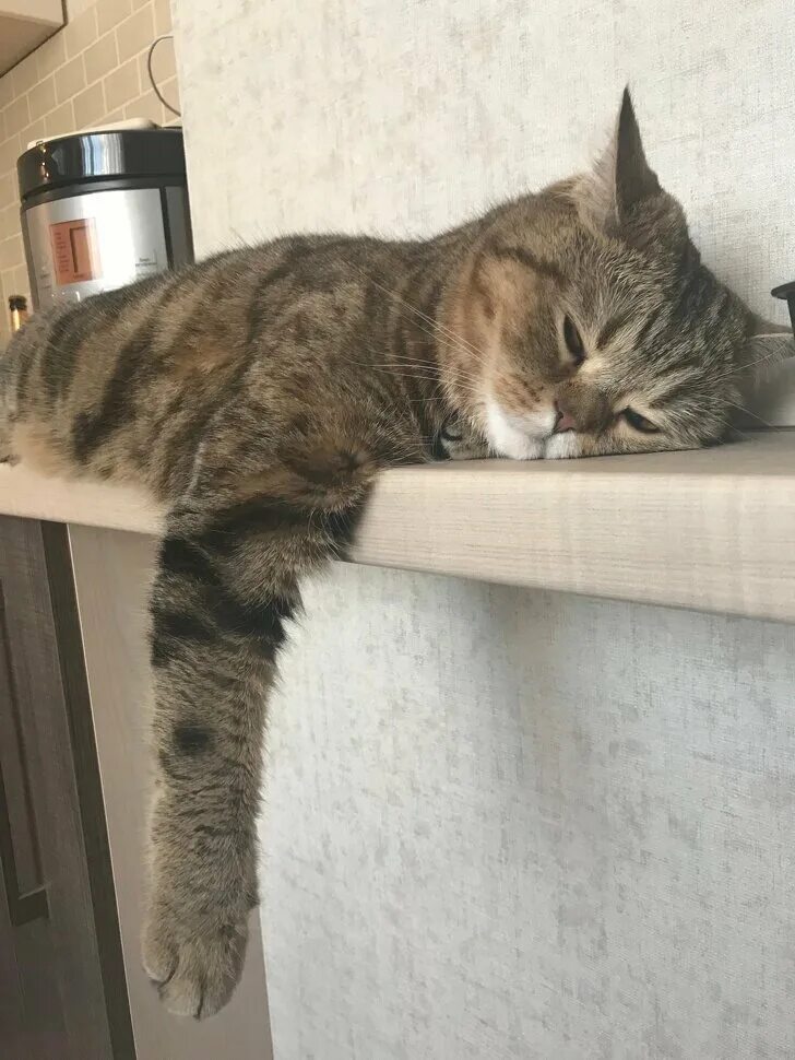 Уставший кот картинки. Усталый кот. уставший котенок. котик устал. кот стал.