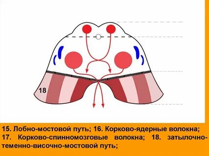 Перекрест мейнерта