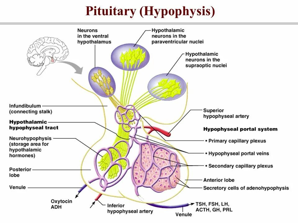 Гипофиз почек. The Endocrine System гипофиз. Hypophisis pituitary Gland. Hypothalamus pituitary System. Гипоталамус окситоцин.