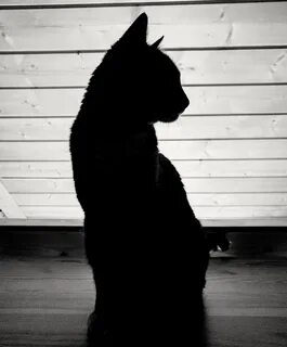 Кошка спиной