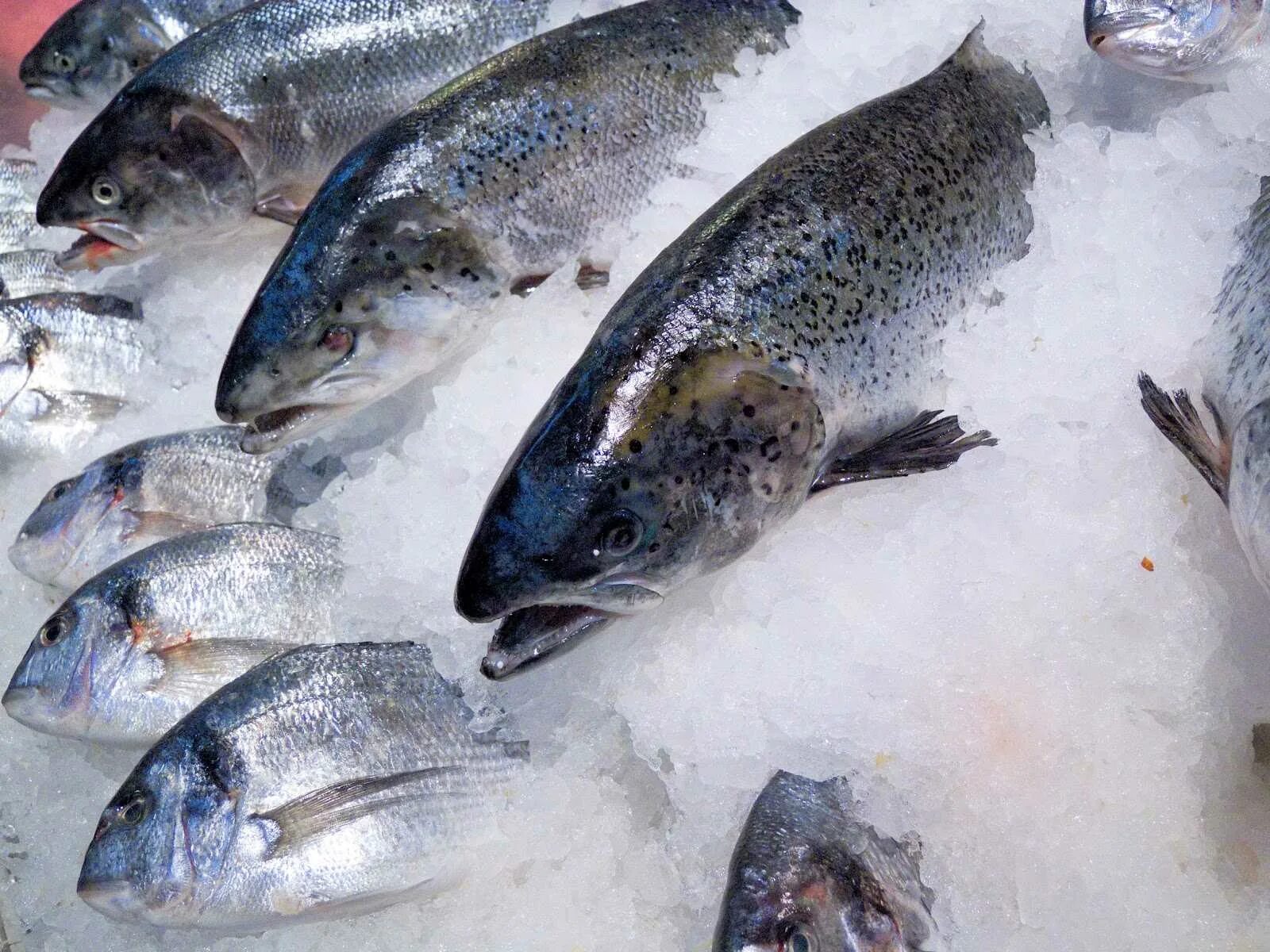 Выбирать рыбу во сне. К чему снится рыба женщине свежая. К чему снится рыба. Рыба в воде. Рыба большая выловленная во сне для женщины к чему.