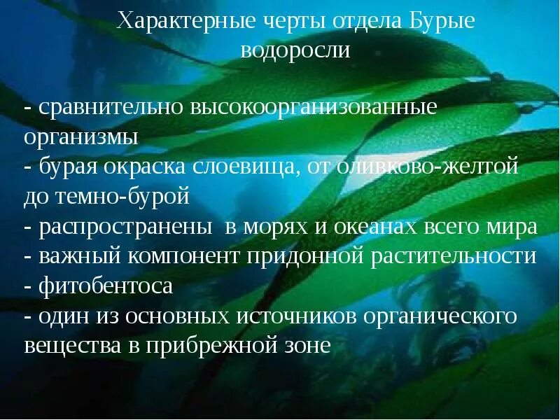 Каков основной признак водорослей. Характерные признаки бурых водорослей. Бурые водоросли обитание. Характерные черты бурых водорослей. Среда обитания бурых водорослей.