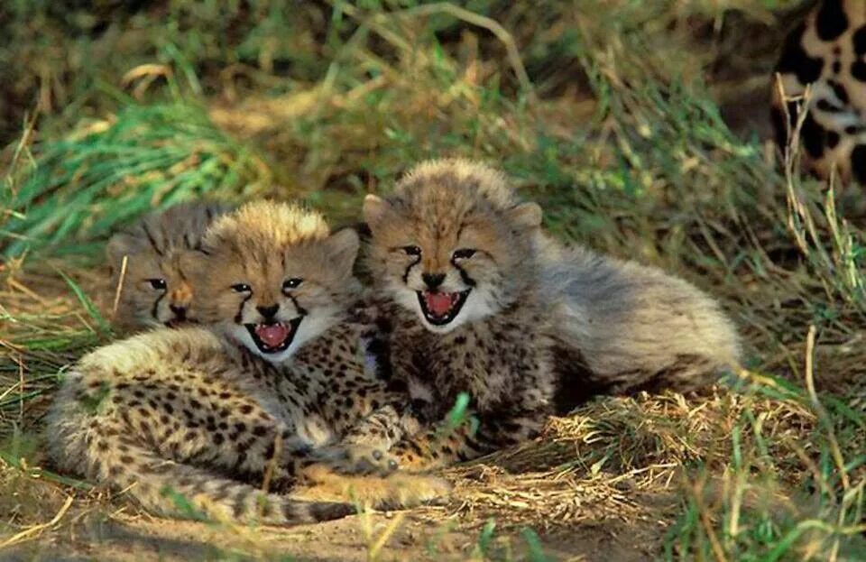 Рысь и тигр. Gepard (Acinonyx jubatus s., 1776). Гепард и Лев. Рысь и Лев. Львы гепарды рыси.