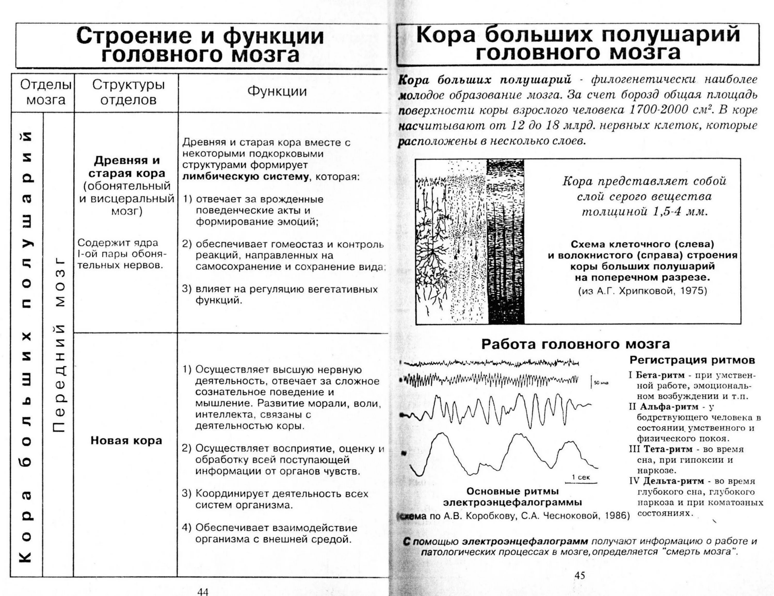 Центры головного мозга таблица. Структура головного мозга и функции таблица.