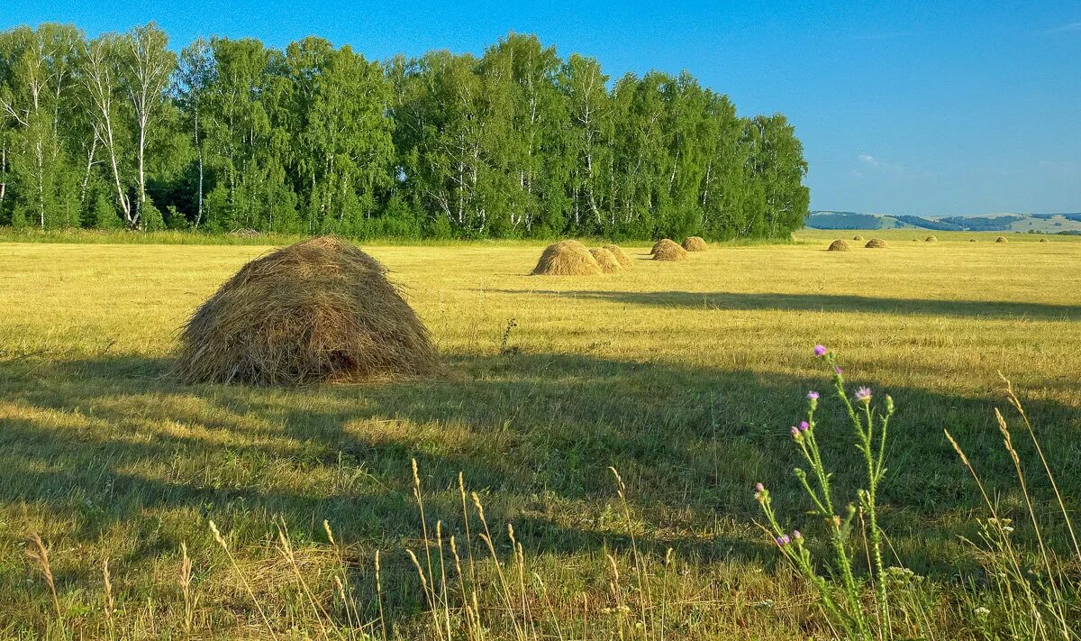 Сенокосные угодья Якутии. Лето поле Пермский край сенокос. Луга сенокос. Милле стога сена. Стога стога кубанский