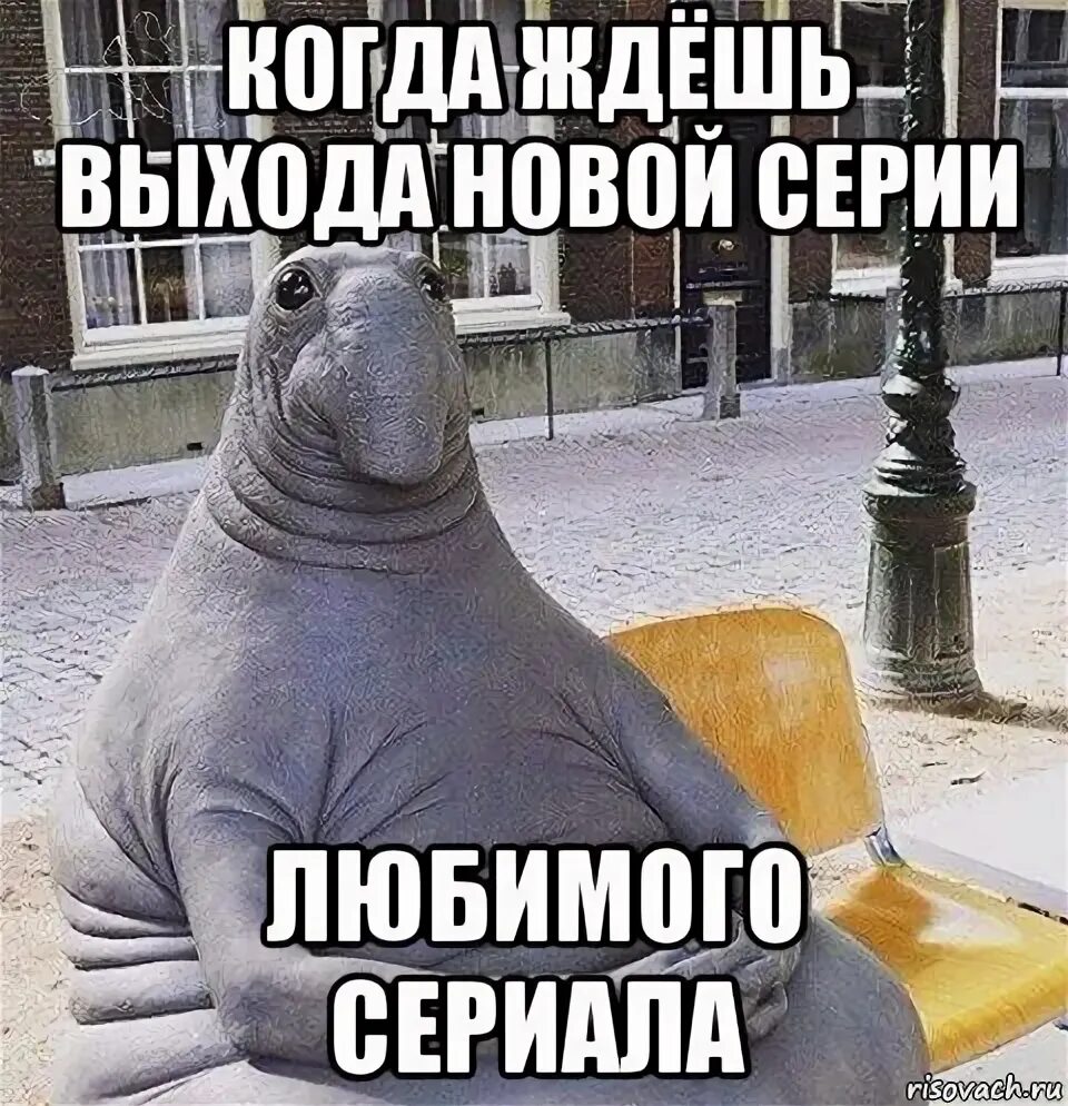 Ждун Мем. Настя Ждун. Ждун любимого.