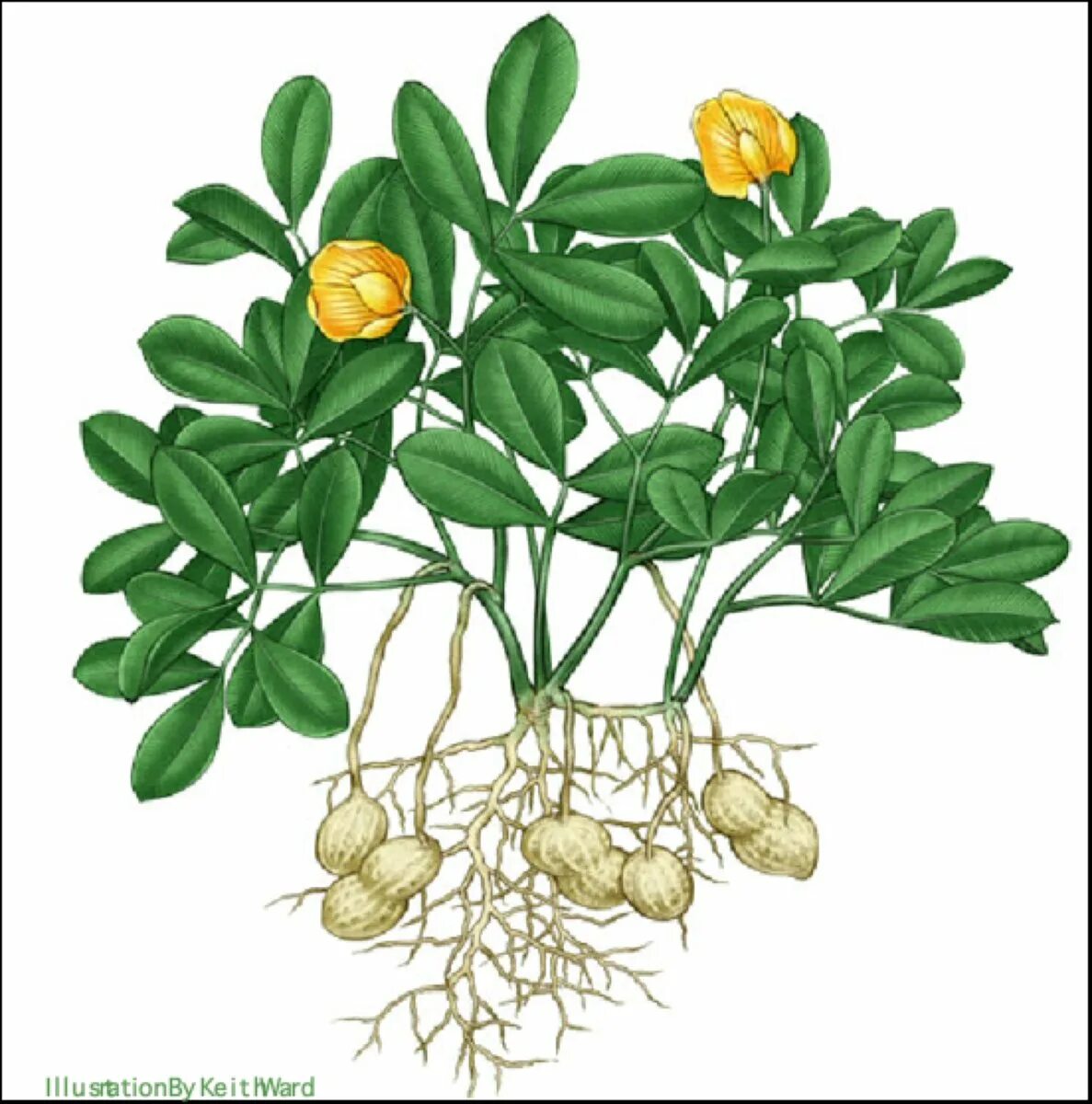 Арахис куст. Арахис растение. Арахис культурный растение. Nut Plant арахис. Арахис орех или боб