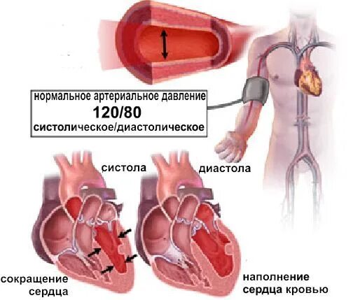 Гипотония сердца. Сердце давление. Артериальная гипертензия сердце. Артериальное кровяное давление. Артериальное давление анатомия.