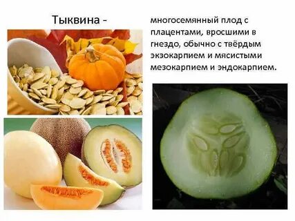 Тыквина это