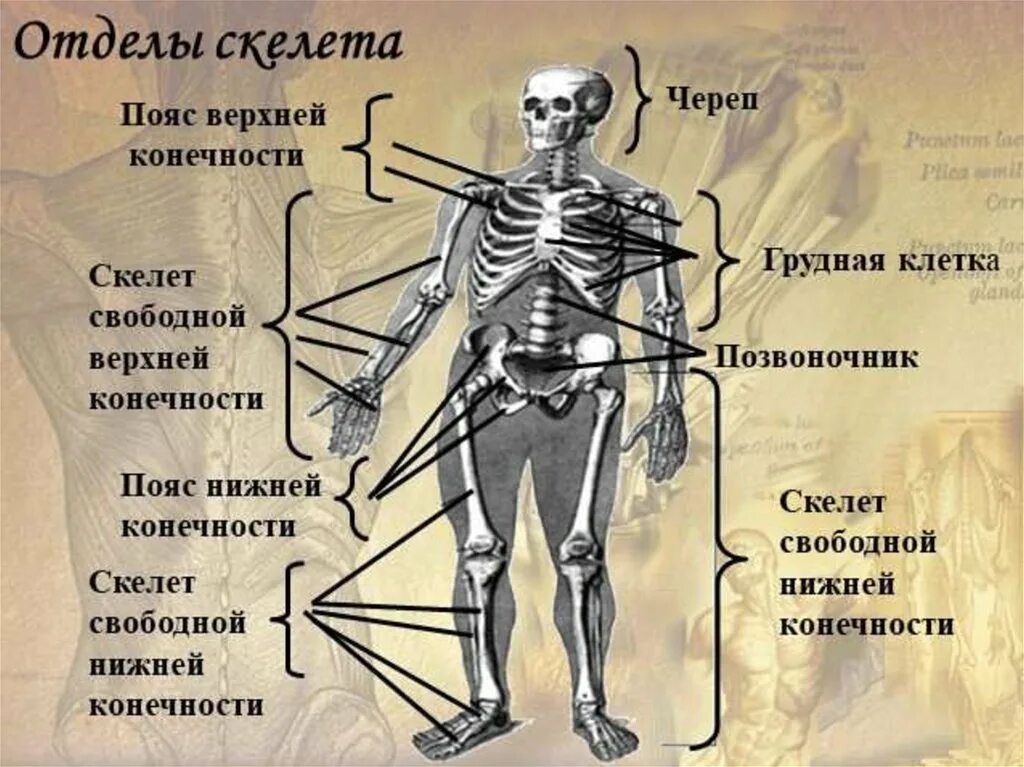 Значение отделов скелета. Опорно двигательная система отделы скелета. опорно двигательная система основные части скелета. опорно двигательная система скелет верхней конечности. опорно-двигательная система (скелет,конечности,череп).