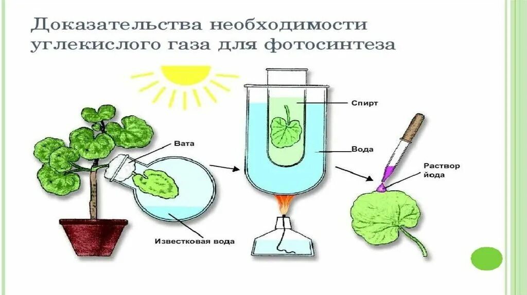 Углекислый газ во время процесса фотосинтеза. Процесс фотосинтеза 6 класс биология. Фотосинтез листа схема. Модель фотосинтеза 6 класс биология. Фотосинтез это в биологии.