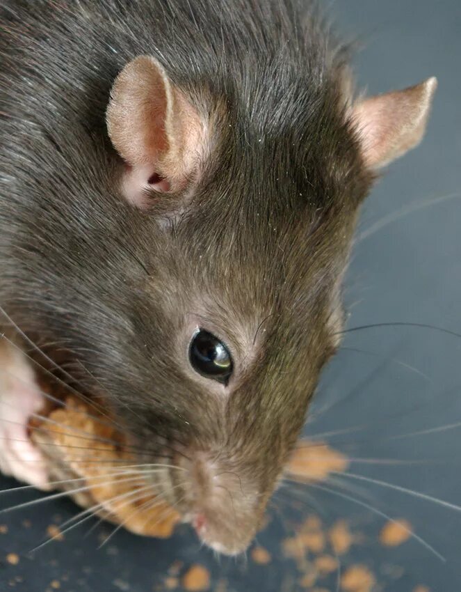 Крупные мыши. Крыса. Мышь похожая на крысу. Огромная мышь.