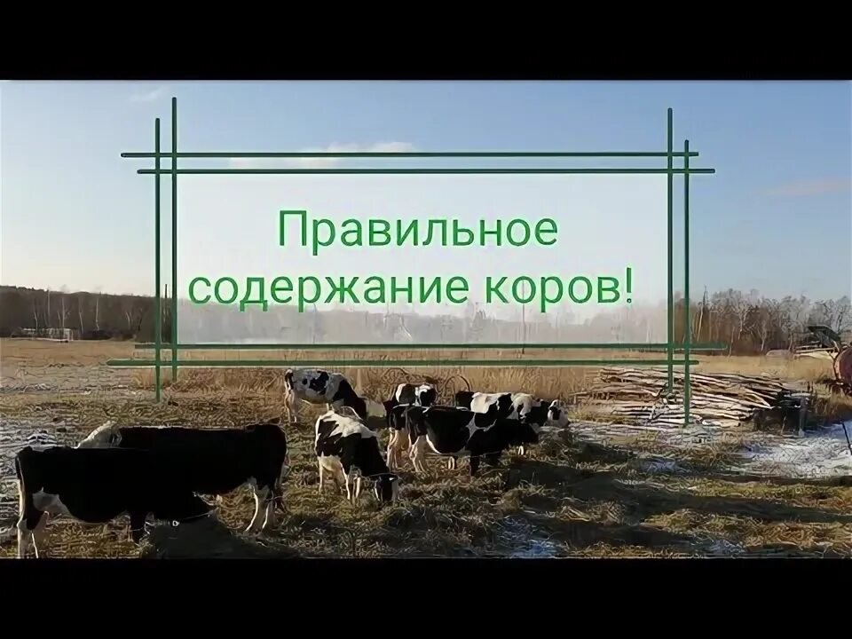 Содержание коровы зимой. Навес для крс зимнего содержания. навесы для крс на зимнем выгуле. содержание телят на ферме. стадо коров в селе.