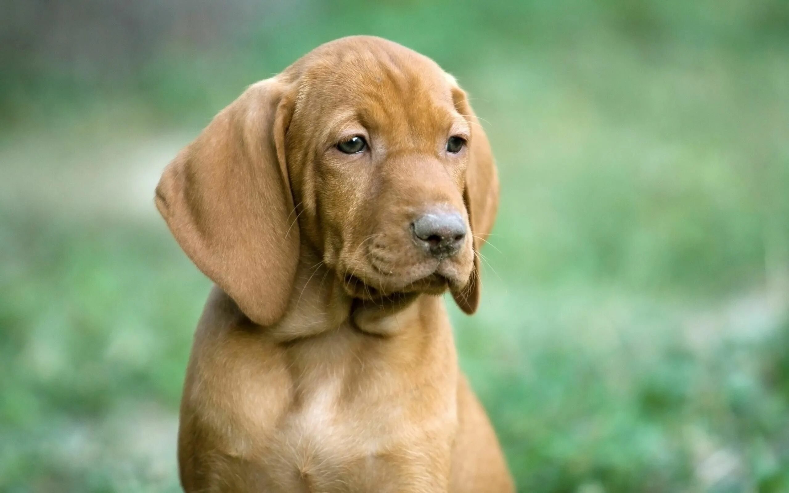 Pin by Nichole W. Sanchez on Dachshund Dachshund dog, Dachshund breed, Dachshund