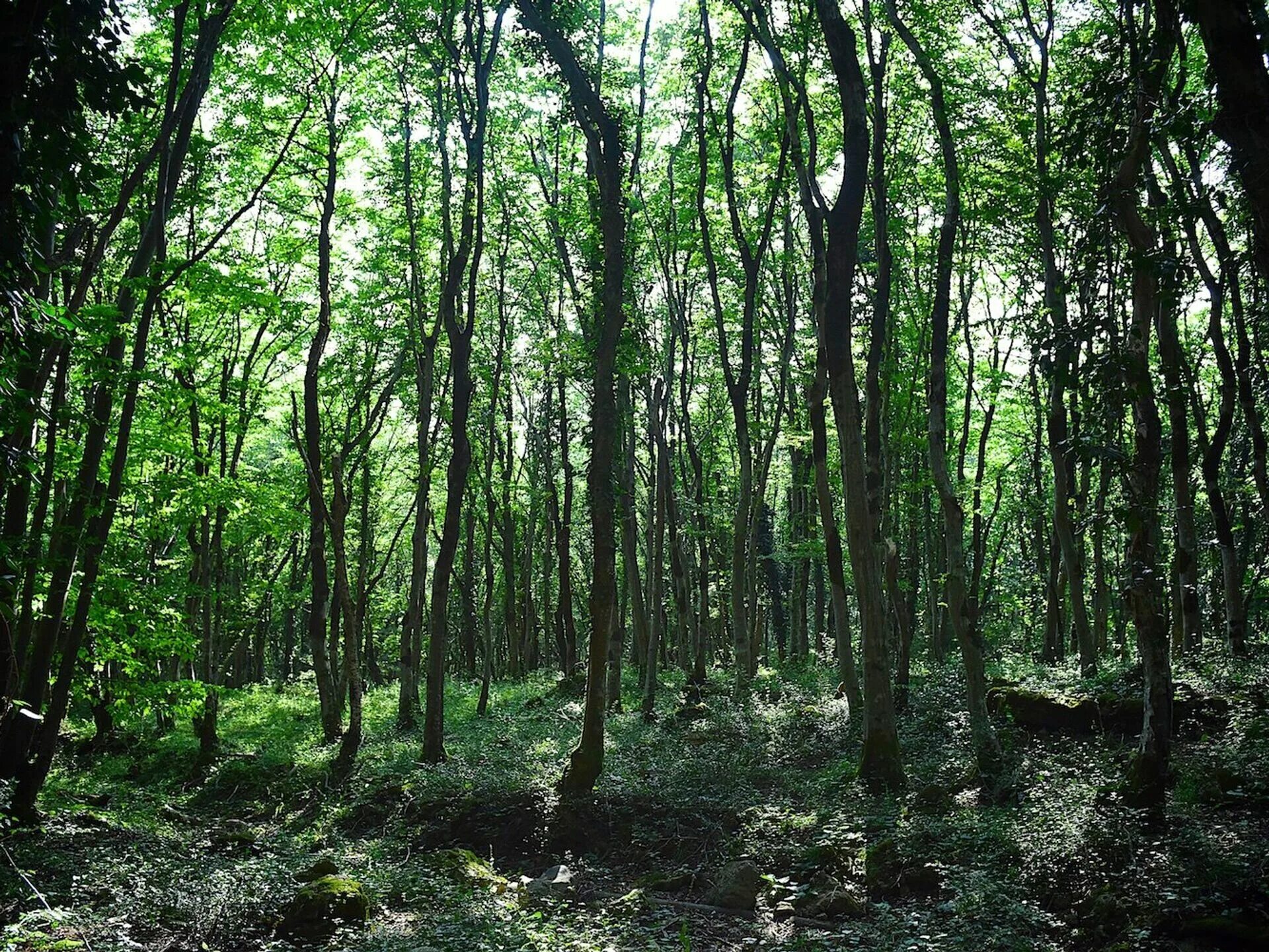 В отдельных местах леса где. Колхидский лес Кутаиси. Колхидский лес в Грузии. Сатаплия колхидский лес. Колхидский национальный парк Грузия.