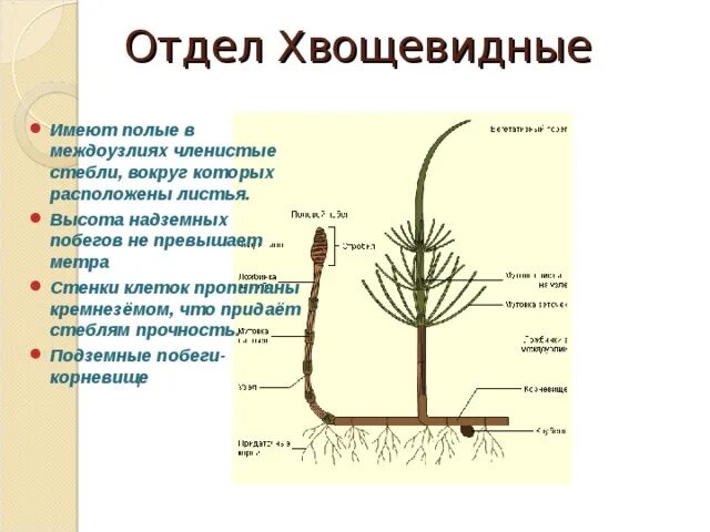 Подземными побегами являются корневища. Подземными побегами являются корневища