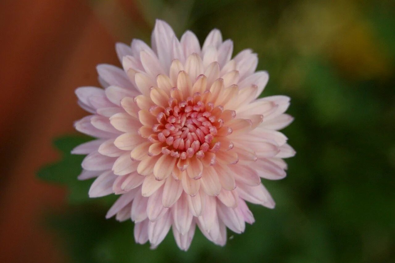 хризантема роуз. хризантема россано. хризантема шаровидная одноголовая. хризантема георгиновидная. хризантема резолют.