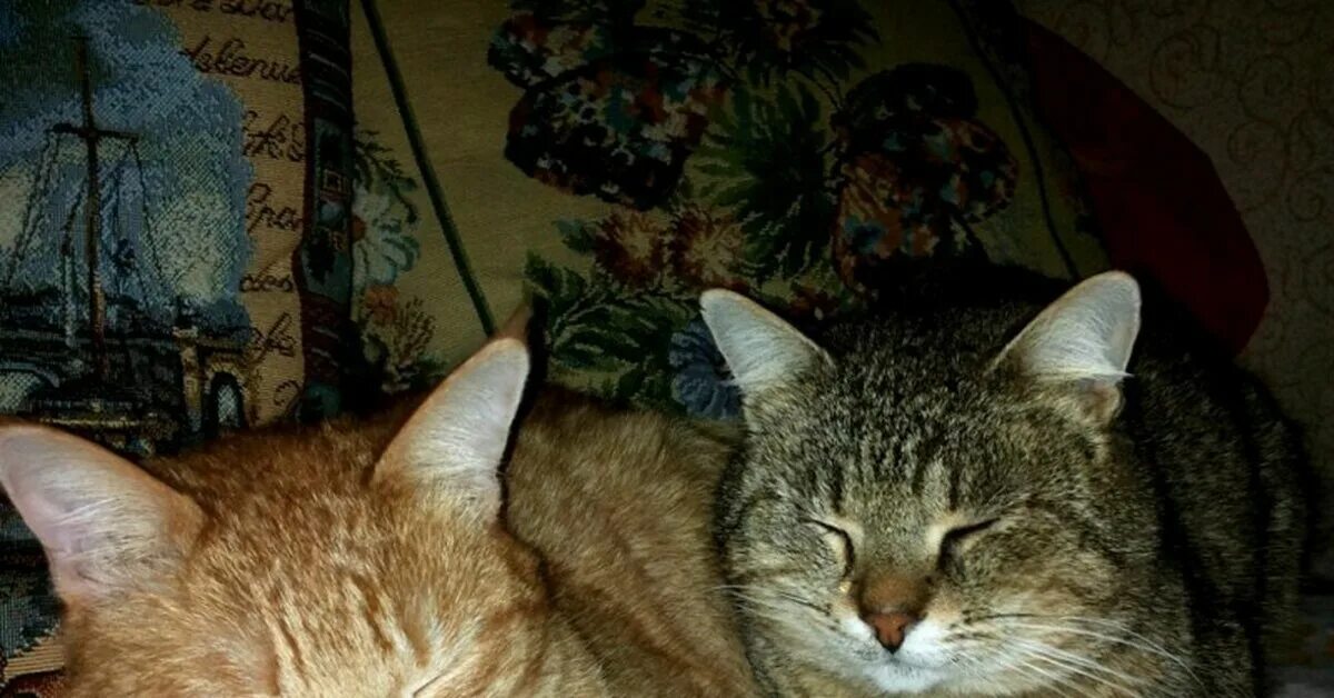 Два жирных кота. Коты братья. Два кота братана.