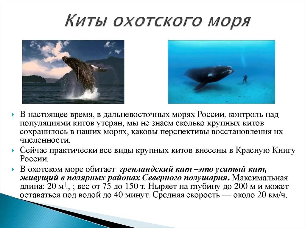 Китов Охотского моря. Киты в Охотском море. Охотское море презентация. Охотское море синий кит.