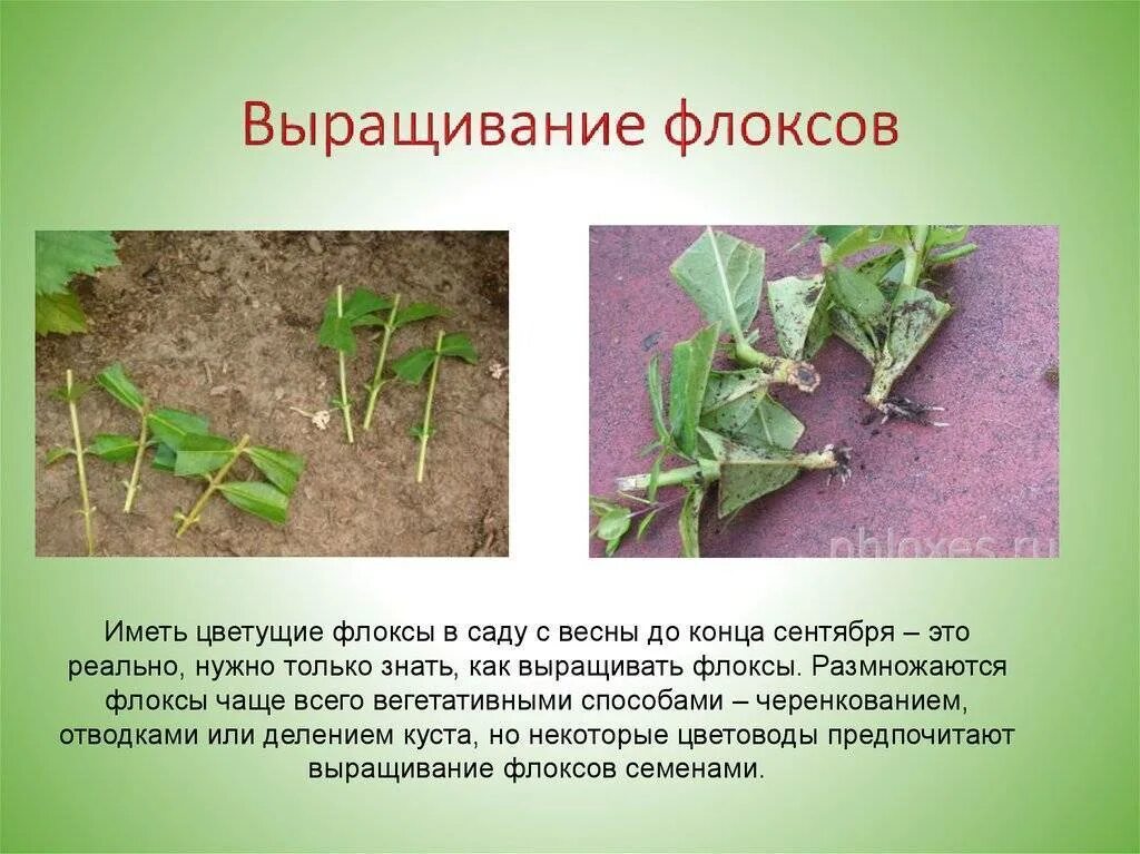Флоксы посадка корневищем. Размножение флоксов черенками. черенкуем флоксы. корневые черенки флоксов. листовые черенки флоксов.
