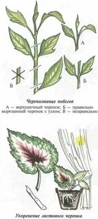 Традесканция строение листа