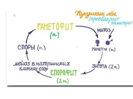 Спора зигота