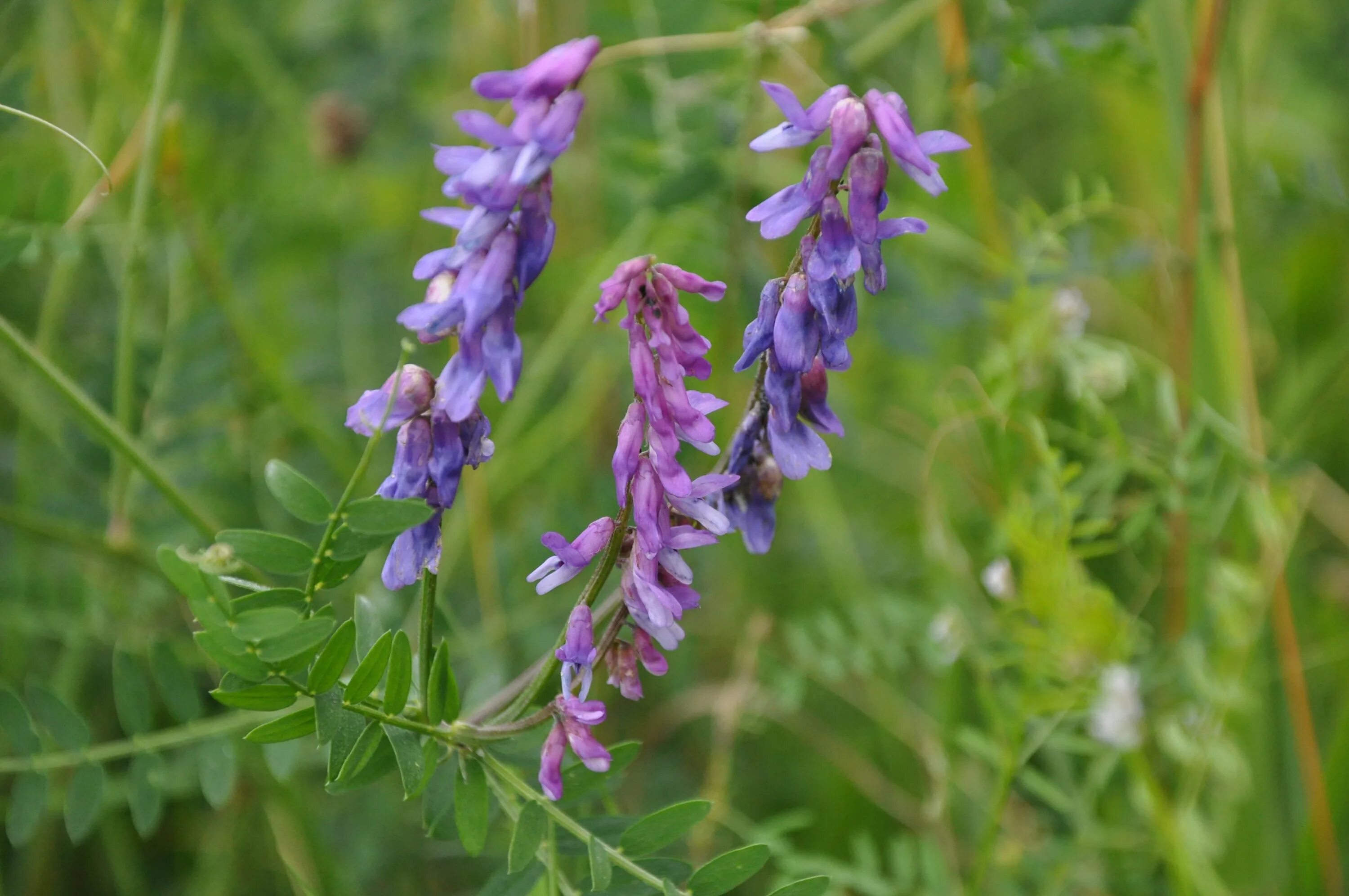 Горошек мышиный (Vicia cracca). Горошек мышиный (Vicia cracca l.). Горошек мышиный (Vícia crácca). Горошек тонколистный мышиный.