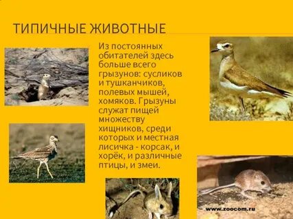 Типичный обитатель