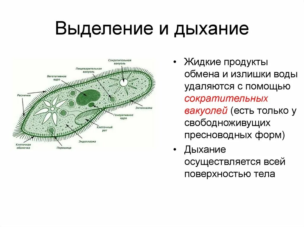 Выделения продуктов распада. Сократительная вакуоль инфузории туфельки. Строение дыхательной системы простейших. Органы дыхания у простейших животных. Дыхание инфузории туфельки.