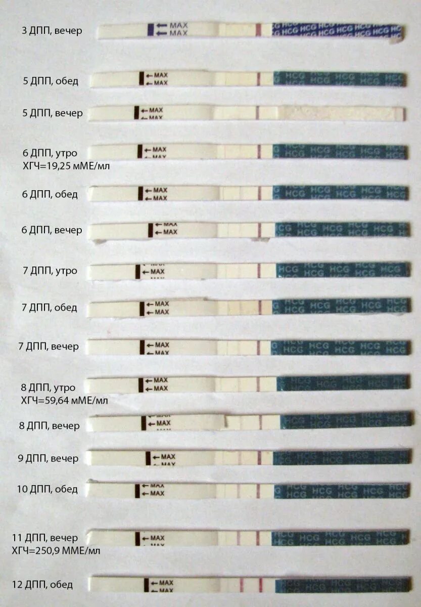 Тест на беременность 6дпп трехдневки. Теси 10 ДПП пятидневок. 9 ДПП пятидневок тест. После переноса эмбриона ХГЧ 10.