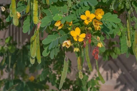 Cassia