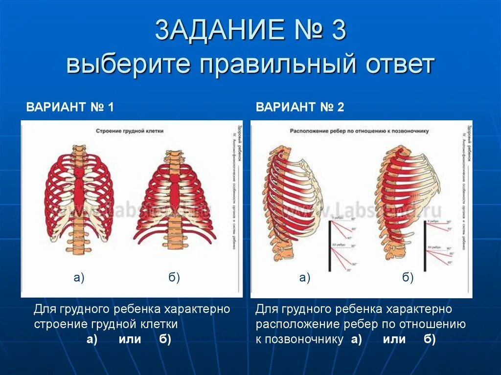 Какое строение грудной клетки. Строение грудины у детей. Строение грудной клетки. Строение грудной клетки малыша. Грудная клетка у новорожденных.