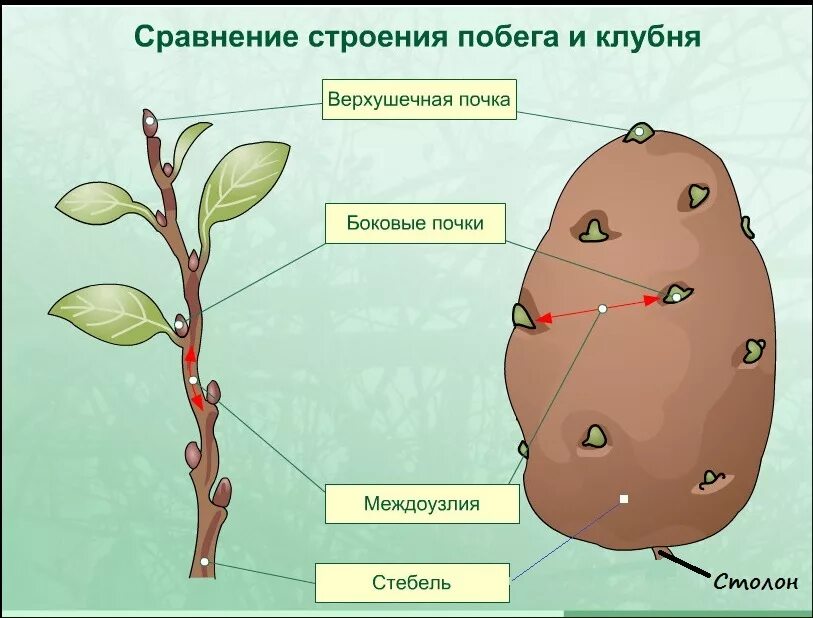 Почему клубень картофеля следует считать. Видоизмененные побеги 6 кл. клубень. внешнее строение клубня картофеля. строение клубня картофеля. строение клубня картофеля схема.