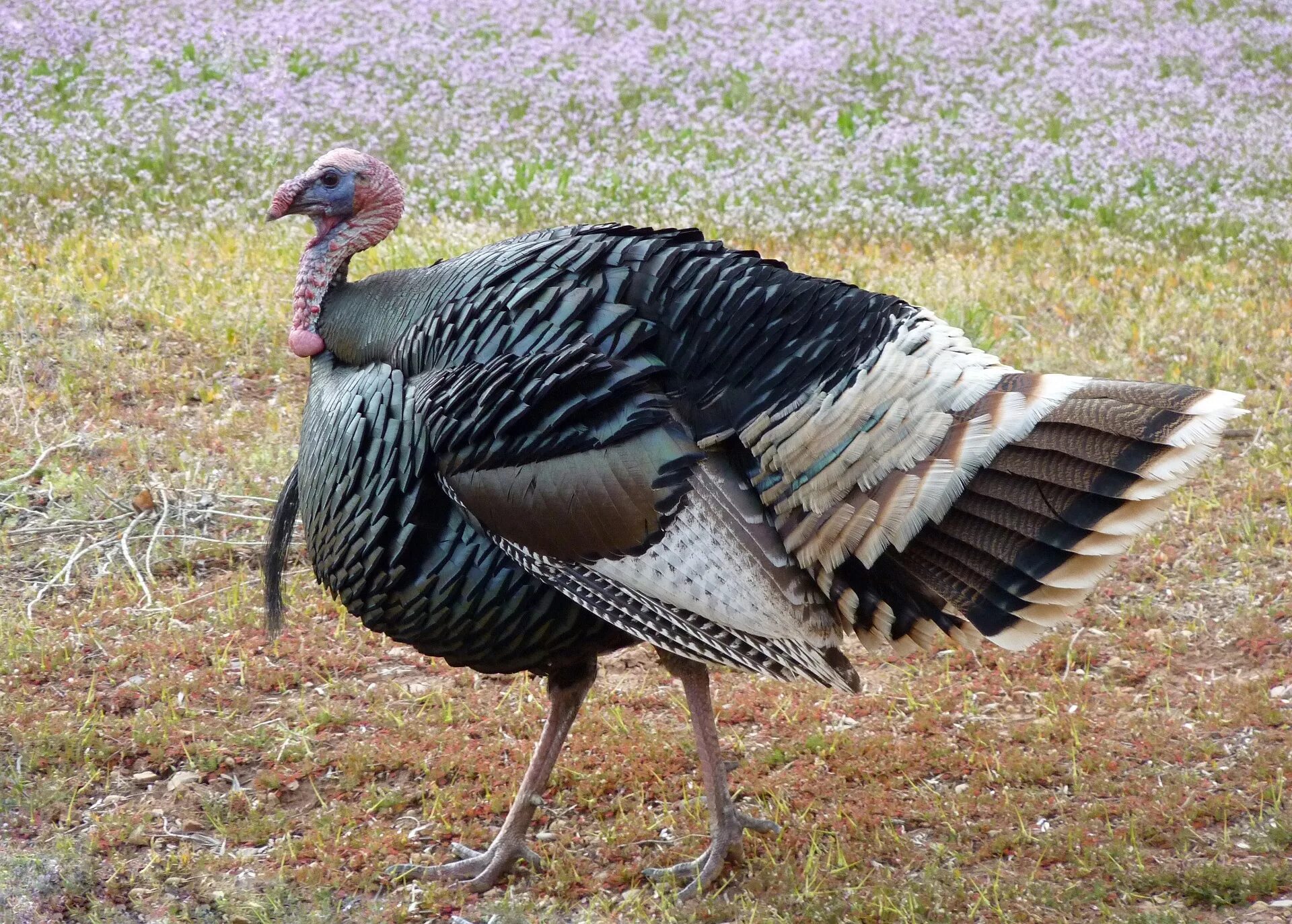 Индейка обыкновенная meleagris gallopavo. Североамериканская Дикая индейка. Turkey индюк. Wild Turkey индюк.