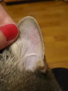 Плеш у кошек