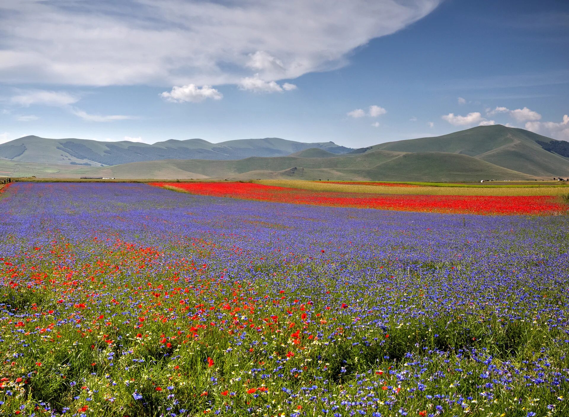 Холмы цветы. Федюнинские холмы маки. Маковые поля Кыргызстана. Цветущее поле холмы. Поля Бурятии.